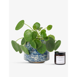 Patch Plants Penny the Chinese Money plant in ceramic pot and candle 10-20cm | LYBSTORE